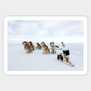 Husky sled dogs (C026/2366) Sticker